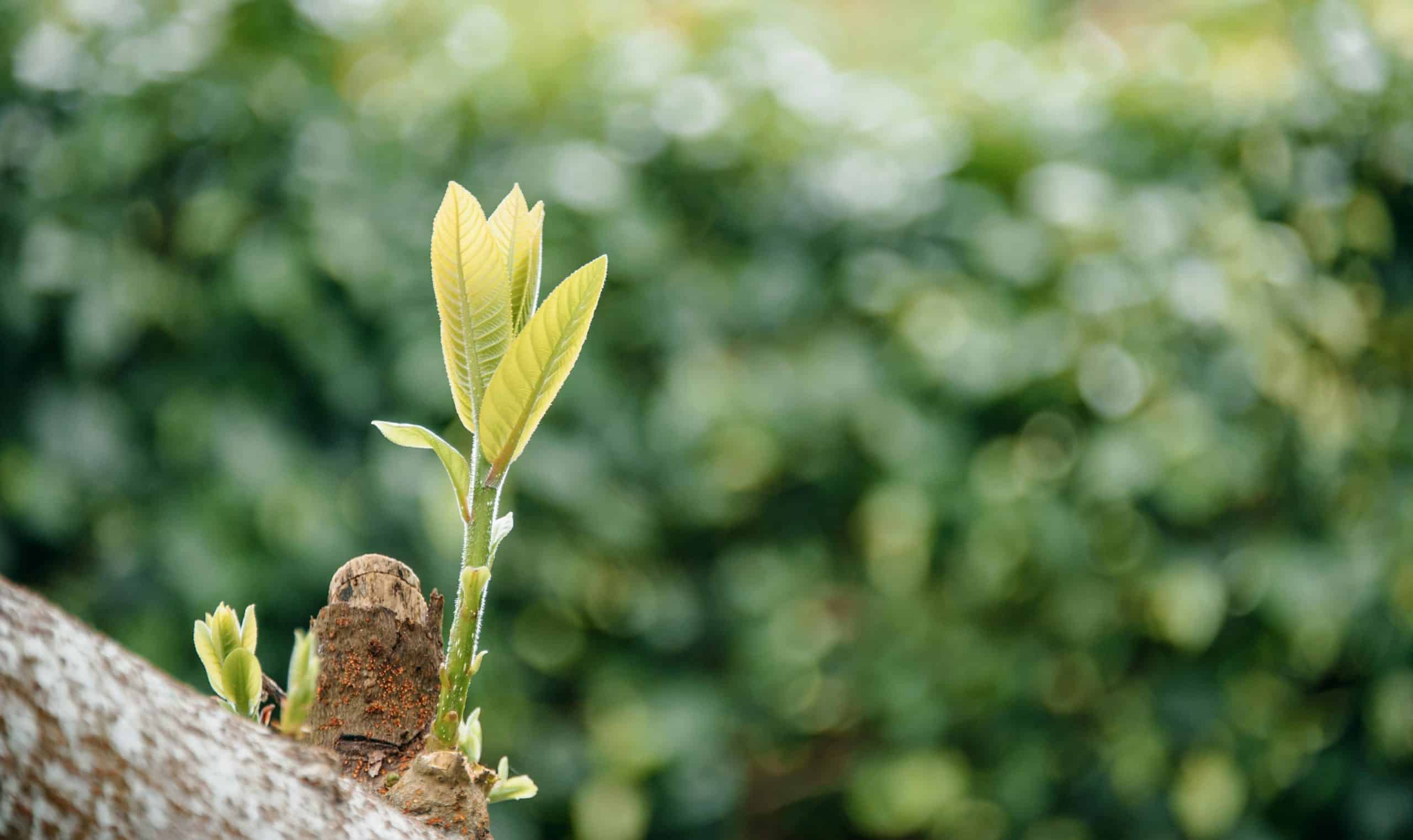 Image of a growing plant to signify growth and development